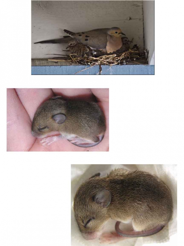 Creation of Nests: Step 1
